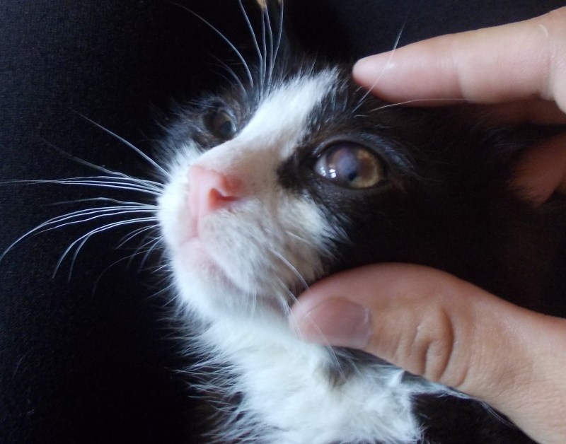 Кошка заболела
