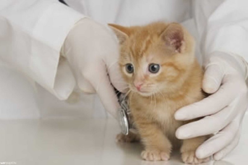 Конъюнктивальная полость у кошек
