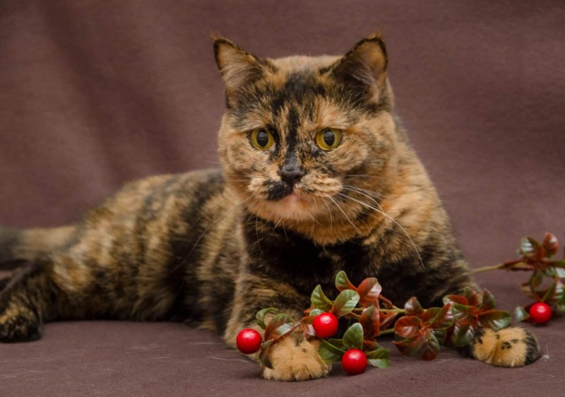 Коты черепахового окраса