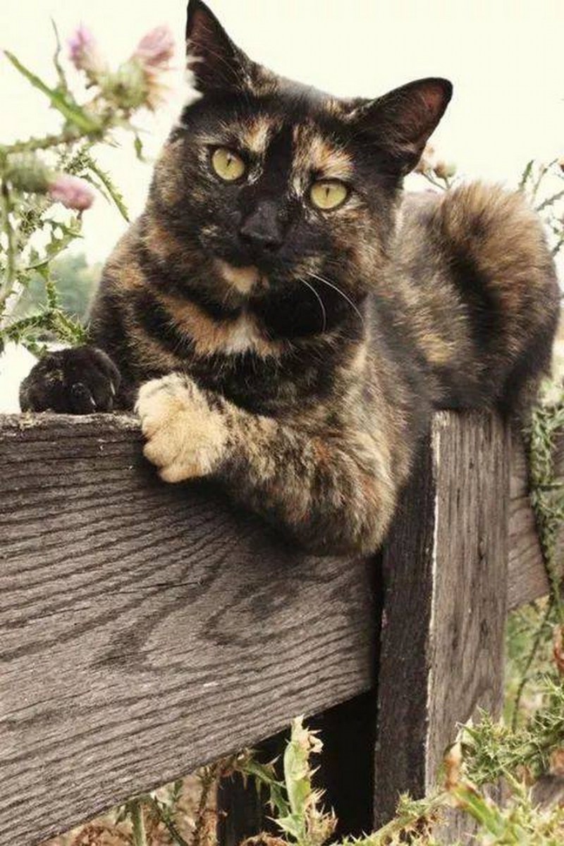 Tortoiseshell Cat порода