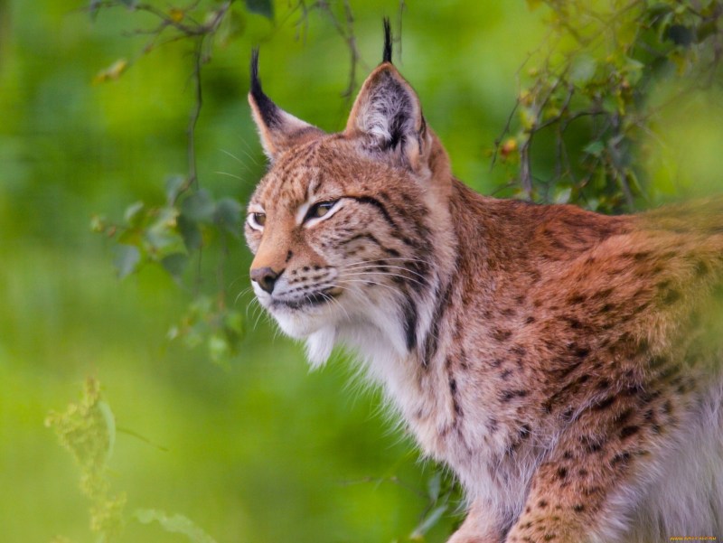 Рысь (Lynx Lynx) в дикой природе