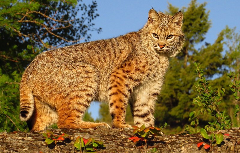 Рысь Северной Америки