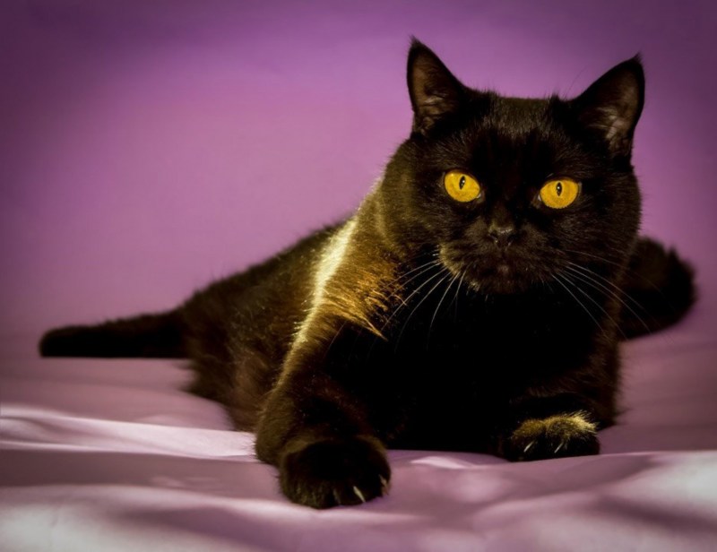 Шотландские котята скоттиш страйт черные
