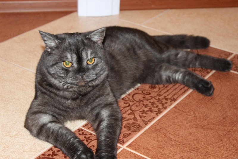 Прямоухий котенок шотландский черный дым
