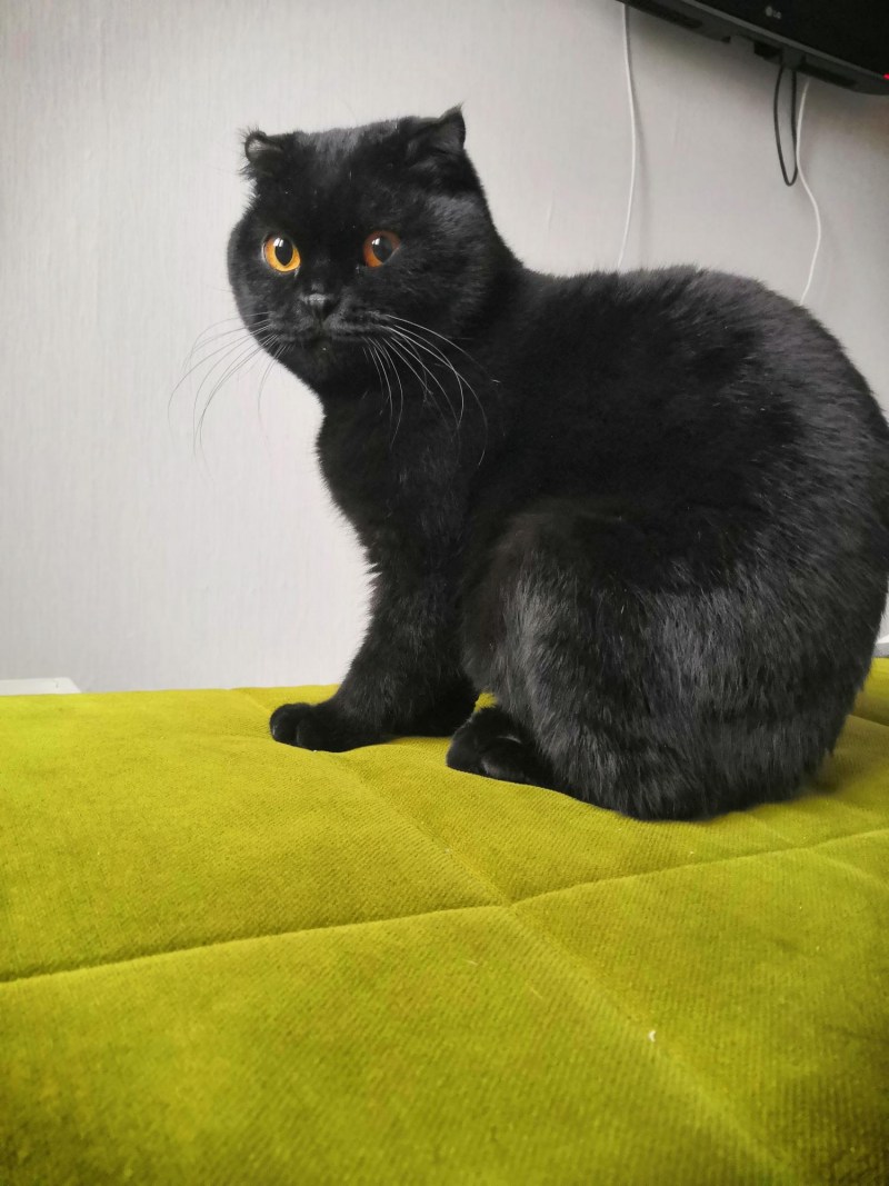 Скоттиш страйт черный