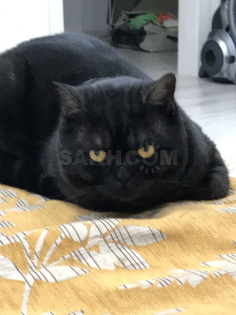 Шотландская кошка прямоухая дымчатая