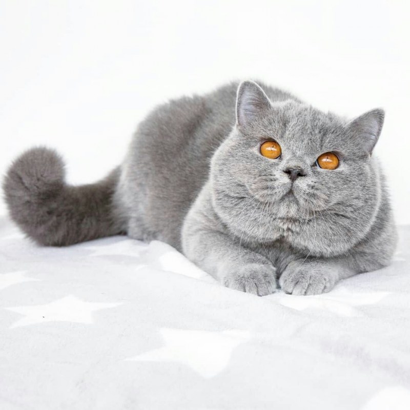 Британский кот голубого окраса