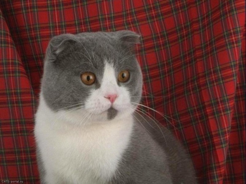 Британская кошка короткошерстная серая