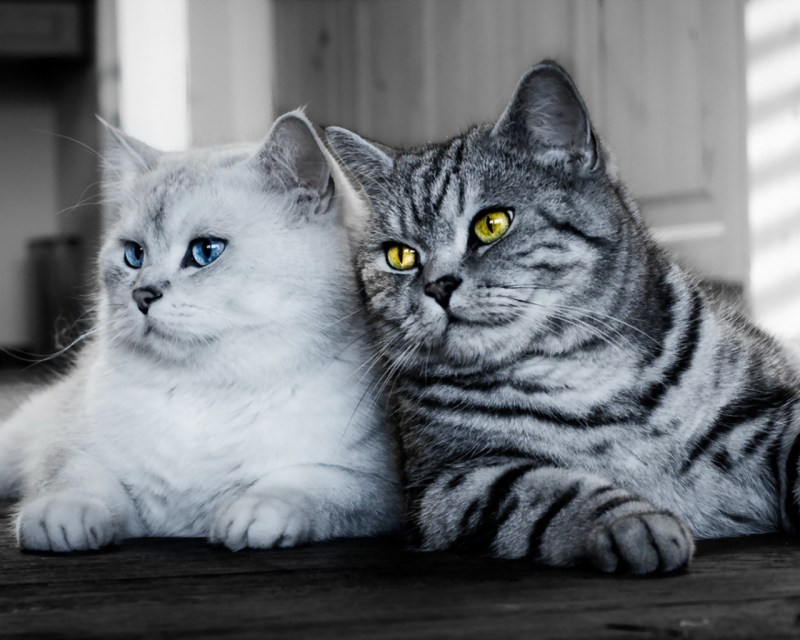 Два красивых котика