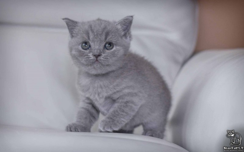 Британская короткошёрстная кошка серая с белым