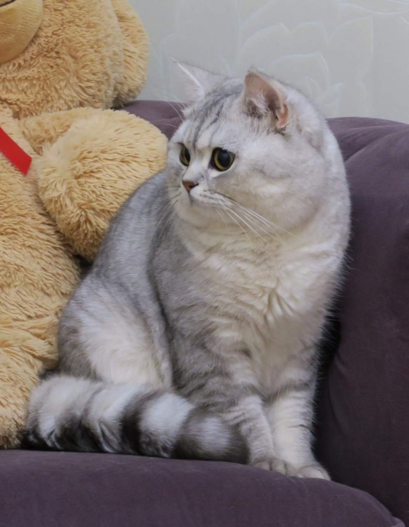 Шотландская короткошерстная шиншилла
