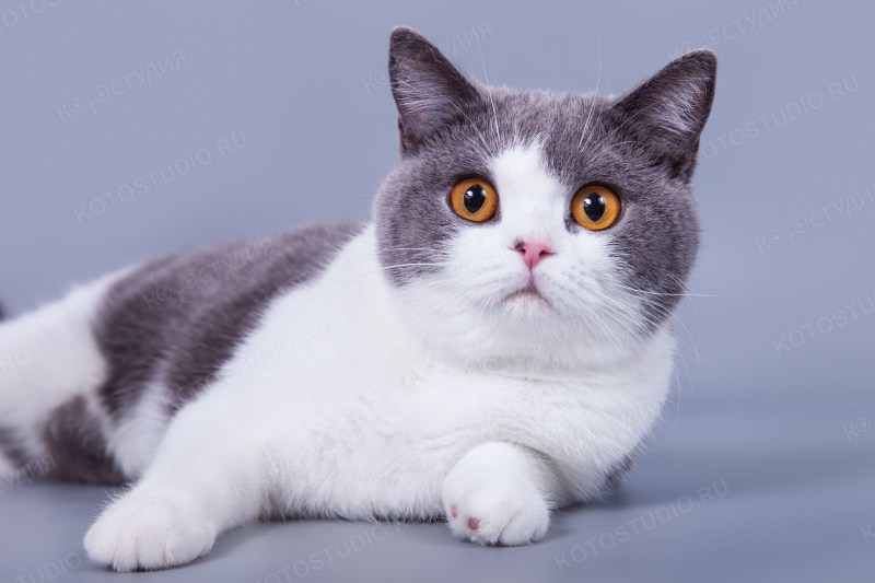 Шотландская вислоухая кошка фолд