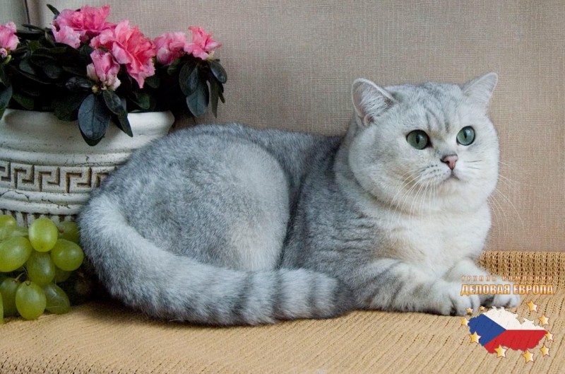 Британская кошка вискас