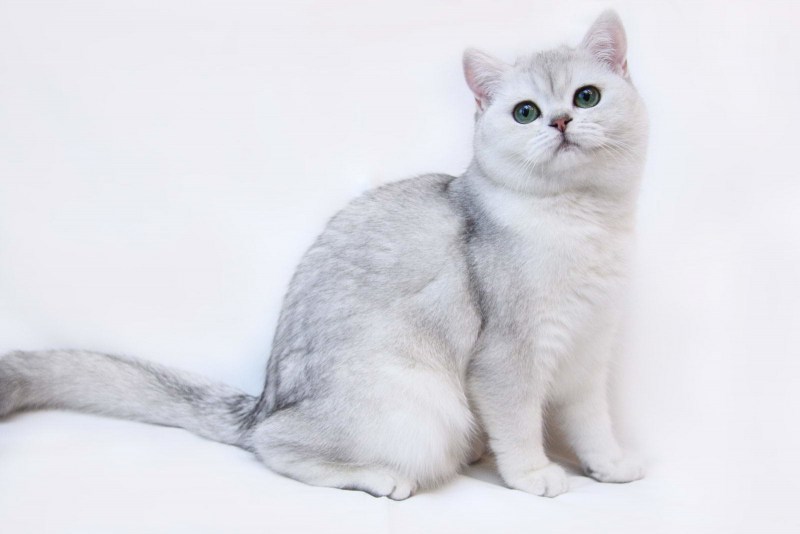 Скоттиш-фолд Шотландская