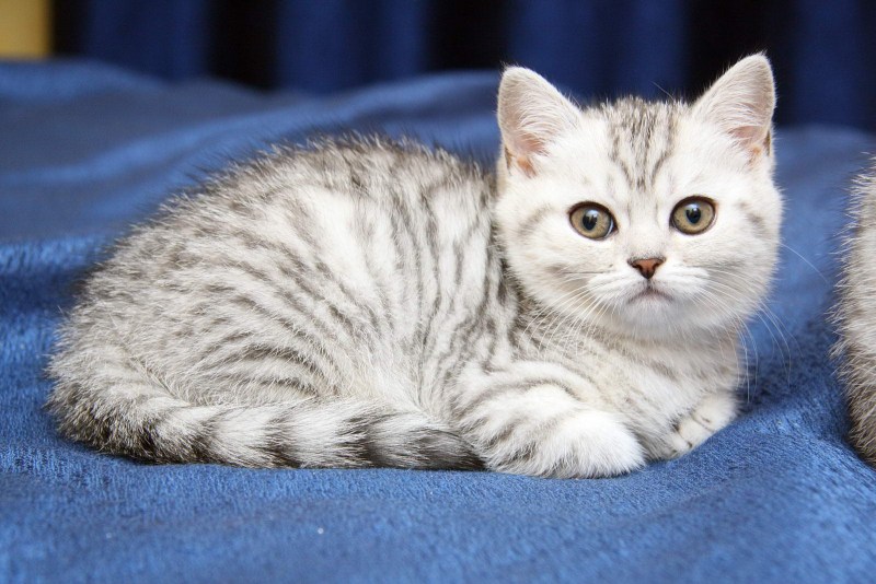 Шотландская кошка прямоухая