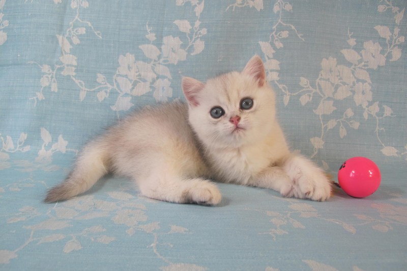 Британская короткошёрстная кошка белая шиншилла