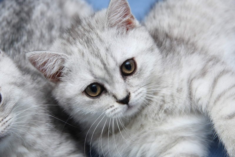 Британская кошка серая
