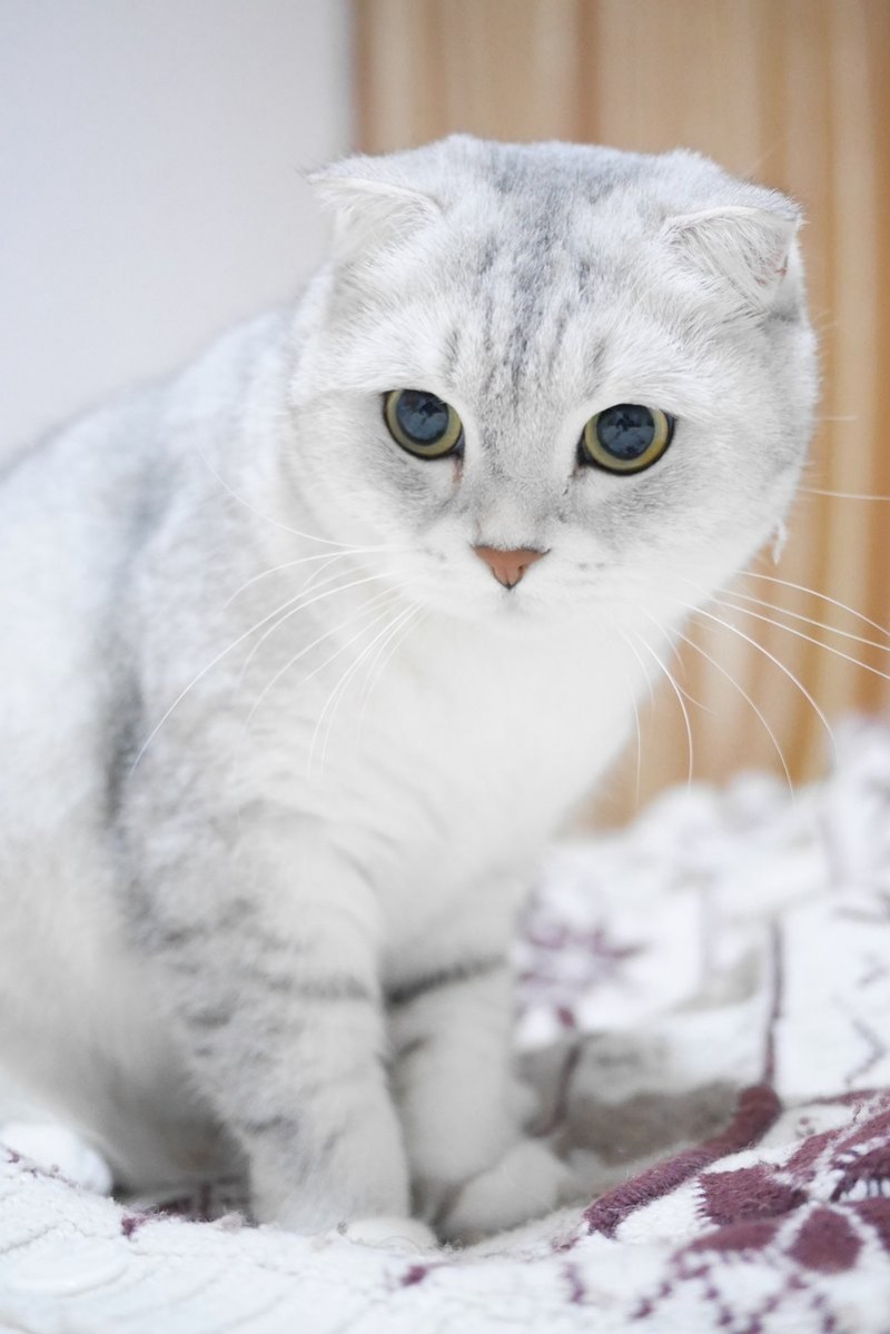 Шиншилла Пойнт Коби