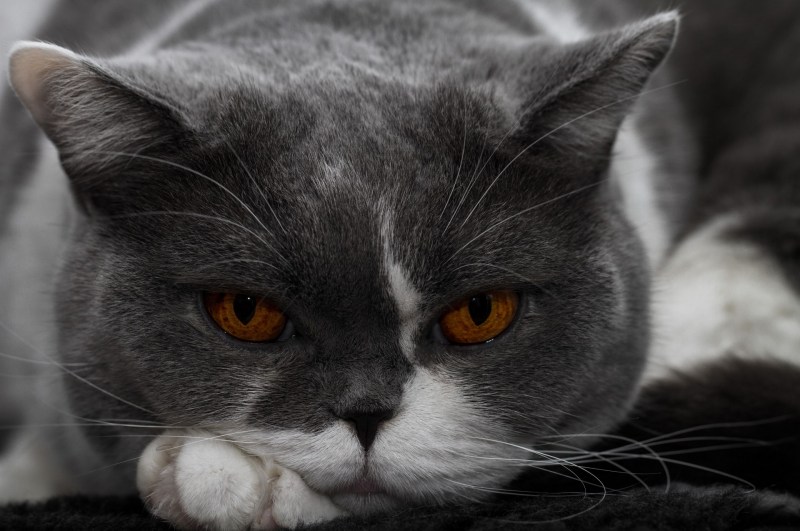 Коричнево белый кот