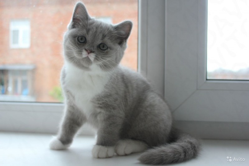 Британец кот серо белый