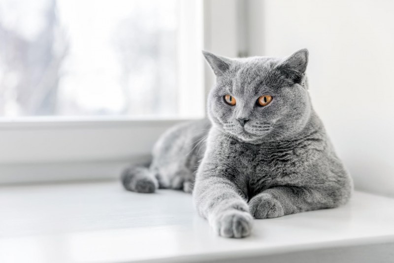 Британский кот серый с белым