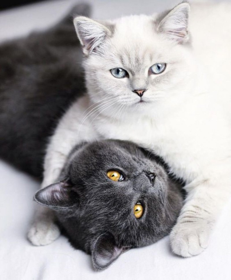 Британская кошка короткошерстная серая