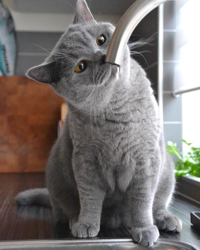 Скоттиш страйт кошка