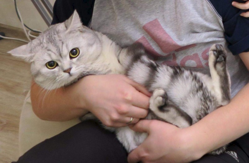 Светло серый кот