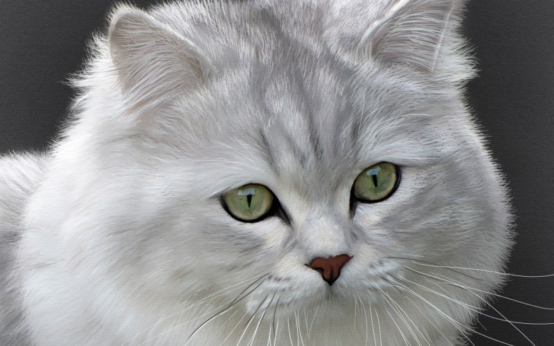 Британская короткошёрстная шиншилла