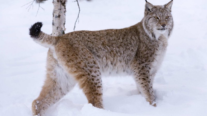 Lynx Skin buy