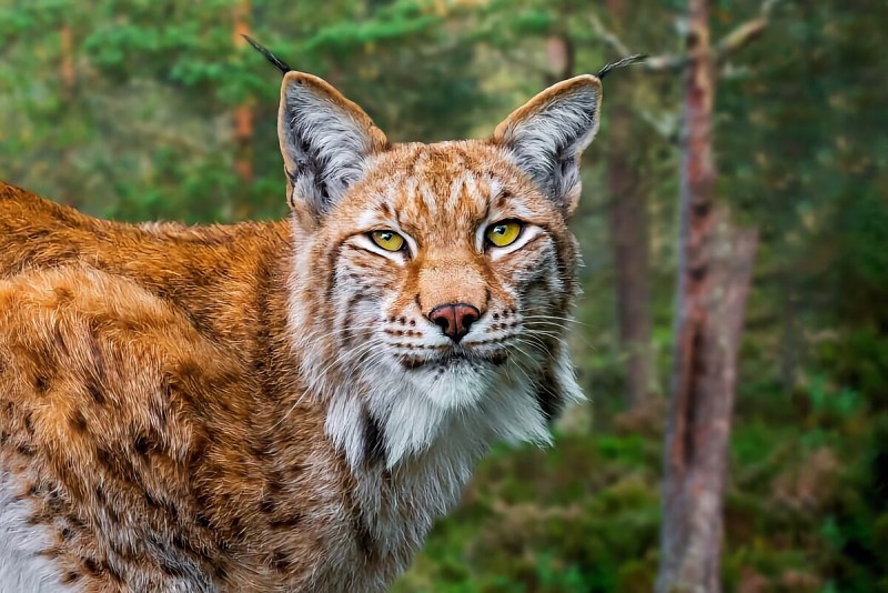 Обыкновенная Рысь Lynx Lynx