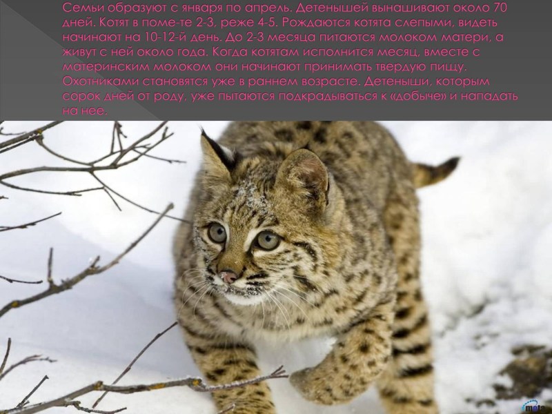Рысь на Ямале