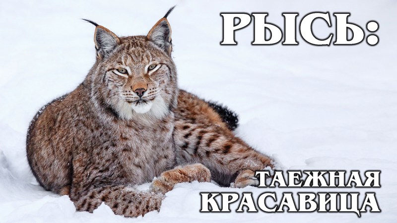 Репетекский заповедник Рысь