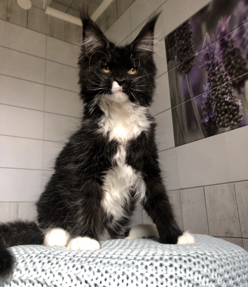 Милый котик Мейн кун черно белый