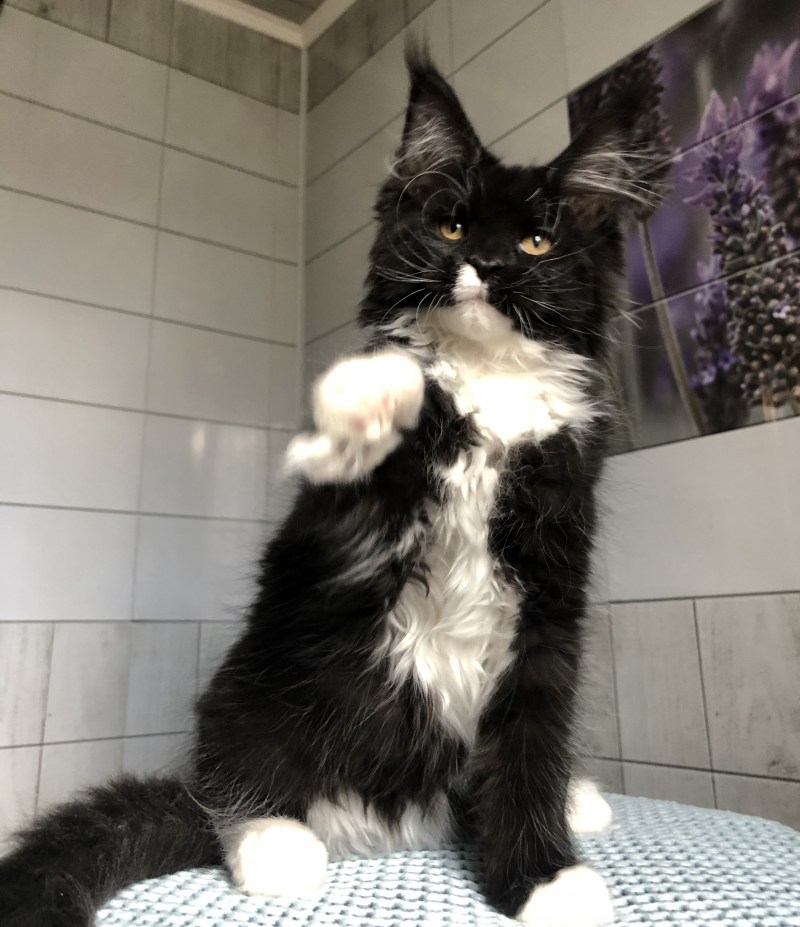 Котята Мейн кун