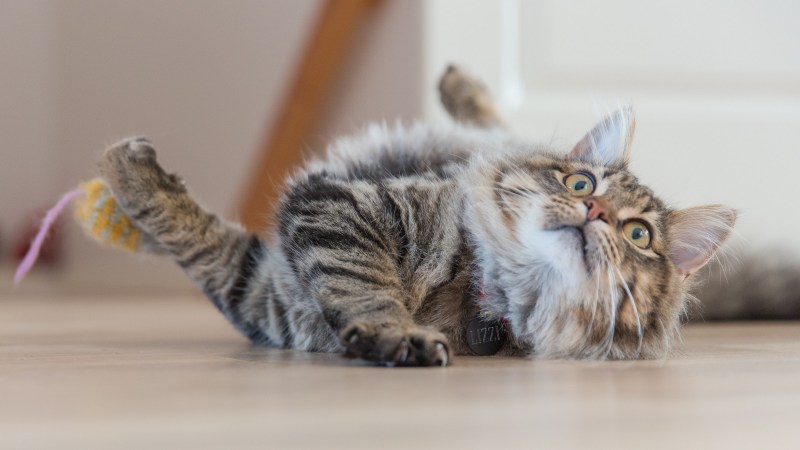 Удивленный котенок