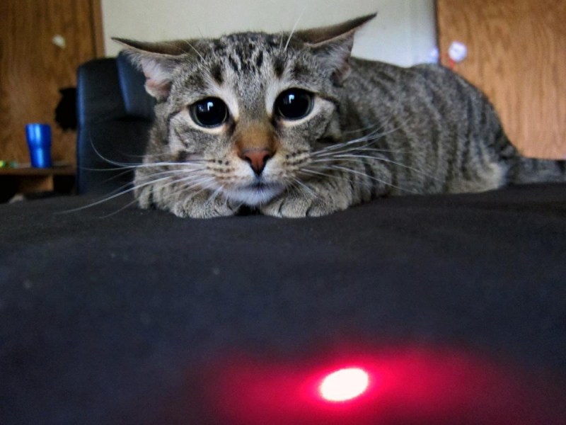 Коты и лазерная указка