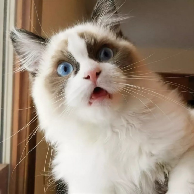 Удивление кота