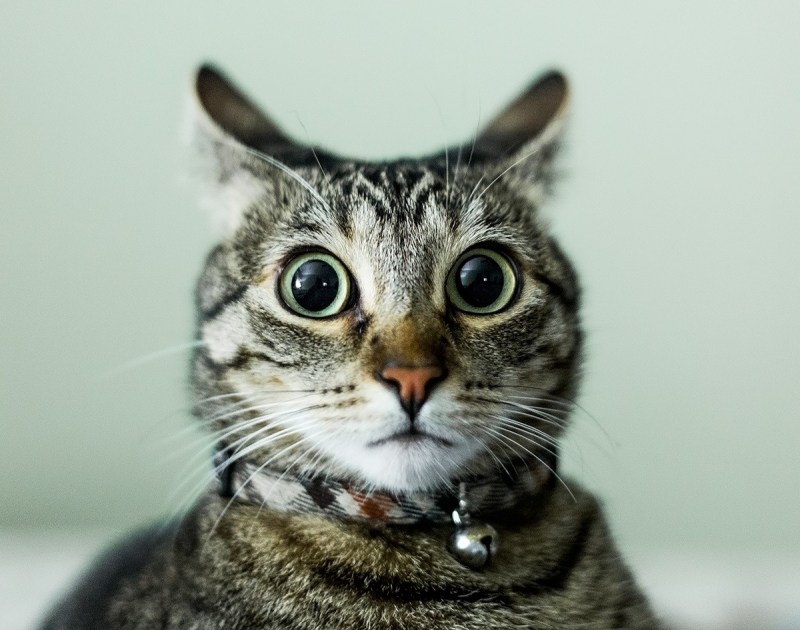 Удивленная морда кота