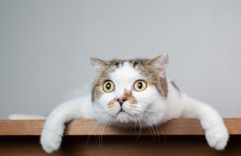 Удивленный котэ