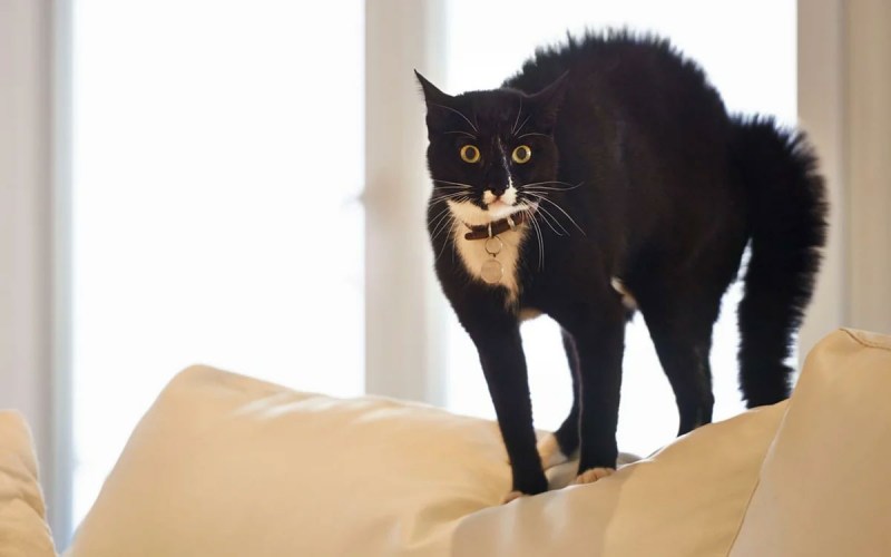 Кошка боится