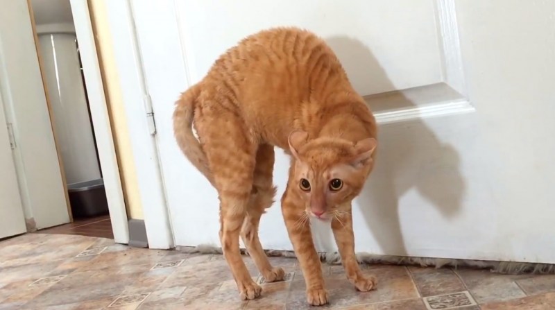 Смешные котики видео