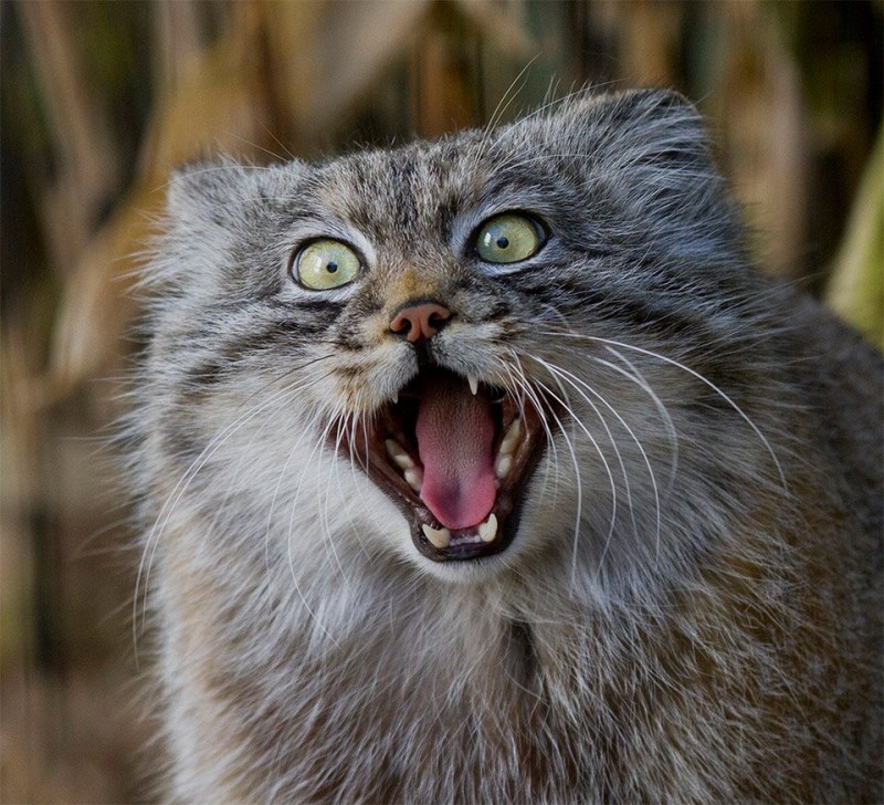 Котенок шипит