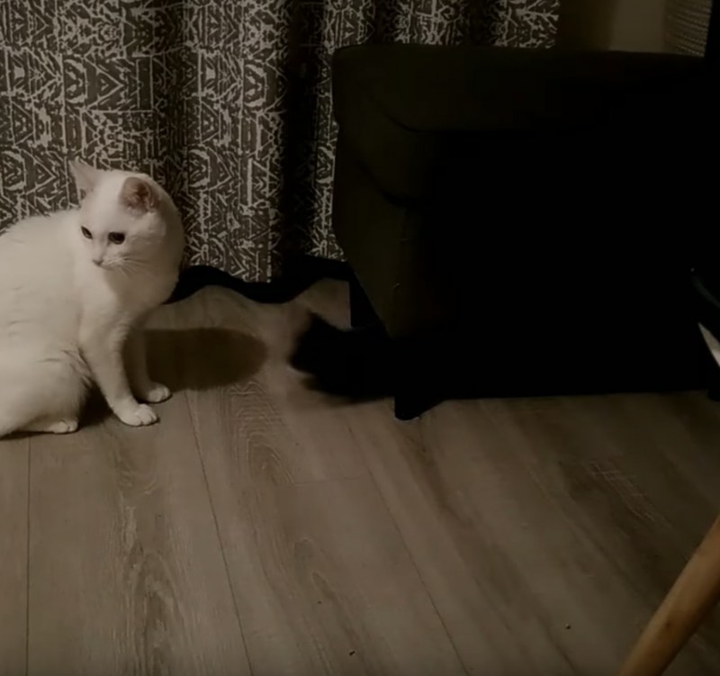 Кот испугался