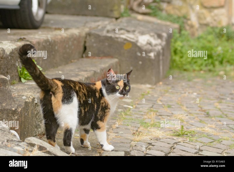 Коты метят территорию