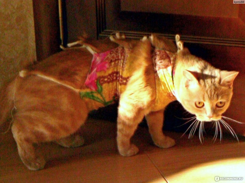Кошка метит дома