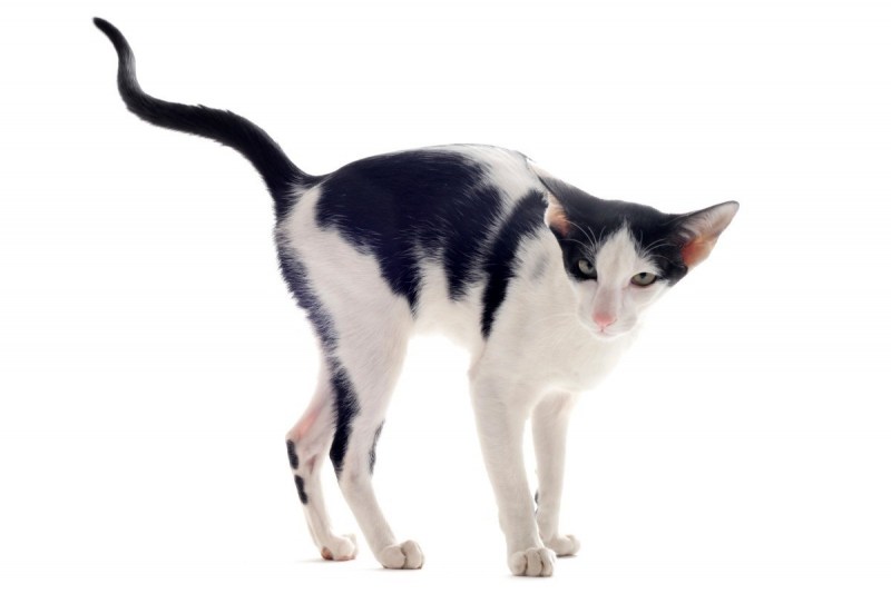 Индийский кот