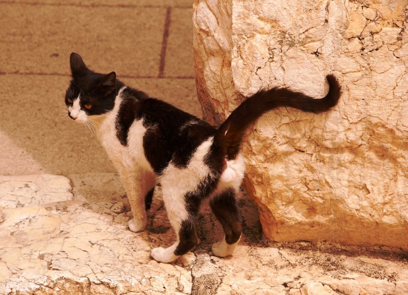 Коты метят