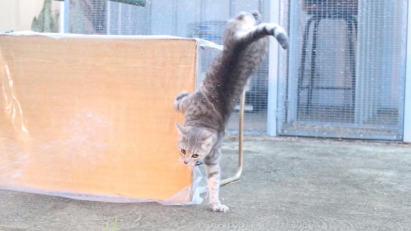 Кот метит Мем