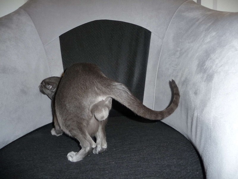 Коты метят территорию
